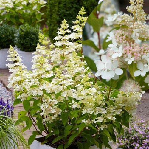 Hydrangea paniculata 'Confetti' - Aedhortensia 'Confetti' C5/5L